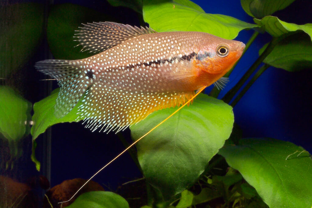 Un superbe mâle gourami mosaïque (Trichogaster leerii). Pour profiter de ses couleurs, un bac planté est impératif. Photo : Frédéric Fasquel